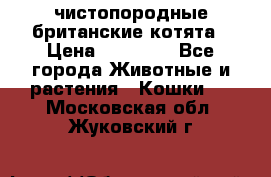 чистопородные британские котята › Цена ­ 10 000 - Все города Животные и растения » Кошки   . Московская обл.,Жуковский г.